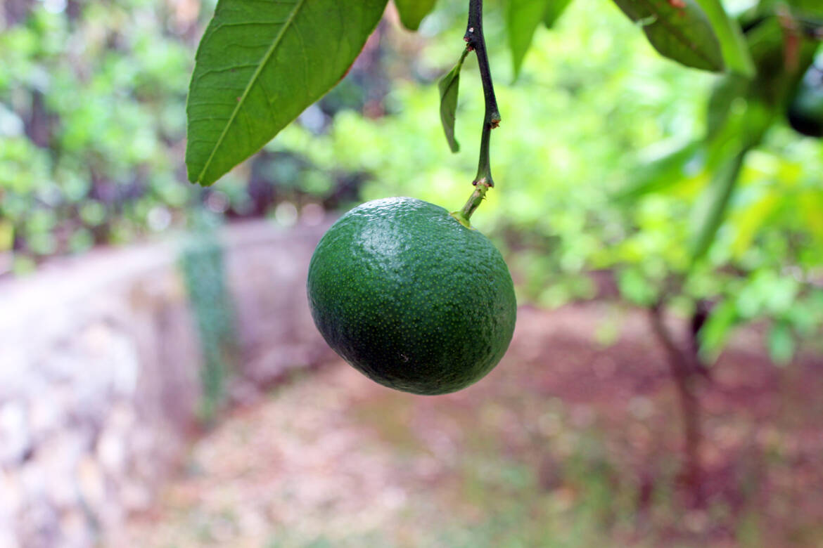 green_mandarin.jpg