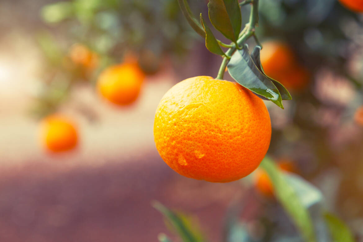 mandarin_on_tree.jpg