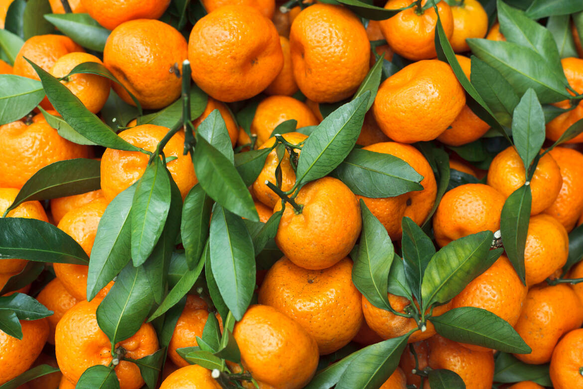 mandarins_ff.jpg