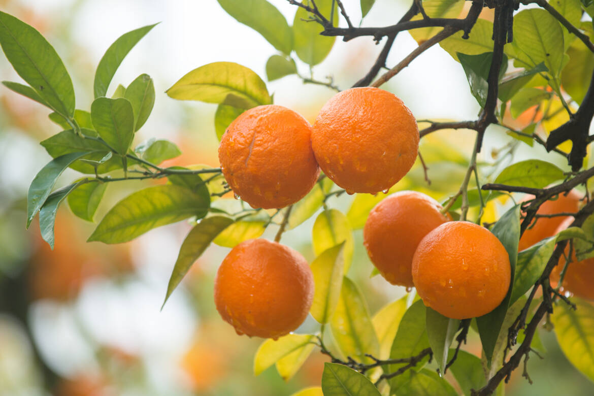 oranges_on_tree.jpg